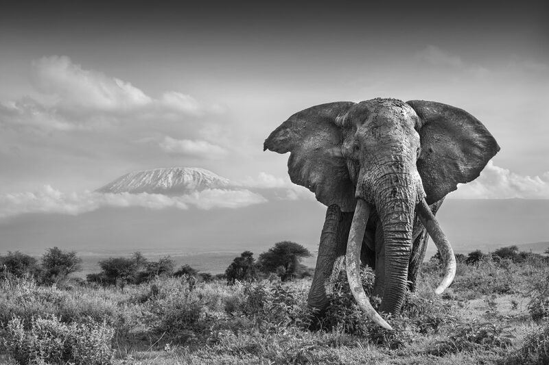 The snows of kilimanjaro I